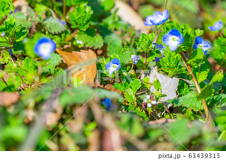 オオイヌノフグリ 春の草花 【長野県】 オオイヌノフグリ 春の草花 【長野県】 63439315