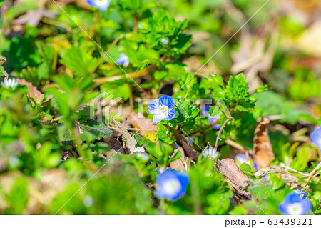 オオイヌノフグリ 春の草花 【長野県】 オオイヌノフグリ 春の草花 【長野県】 63439321