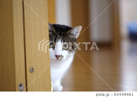 猫は見た 猫は見た 63439461
