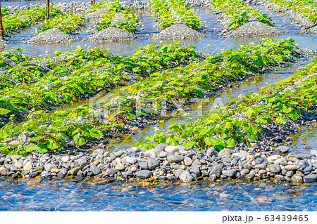 わさびの花 わさび田の畝 【長野県】 わさびの花 わさび田の畝 【長野県】 63439465