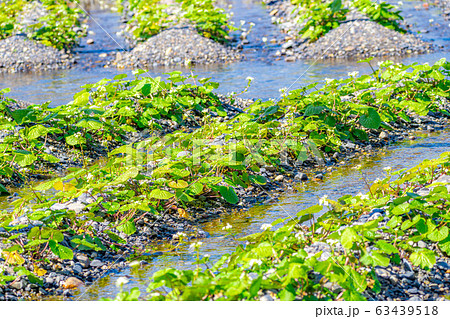 わさびの花　わさび田の畝　【長野県】 63439518