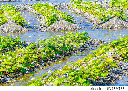 わさびの花　わさび田の畝　【長野県】 63439523