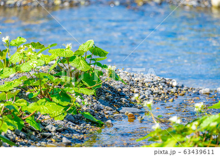 わさびの花 わさび田の畝 【長野県】 わさびの花 わさび田の畝 【長野県】 63439611