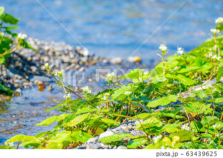 わさびの花　わさび田の畝　【長野県】 63439625