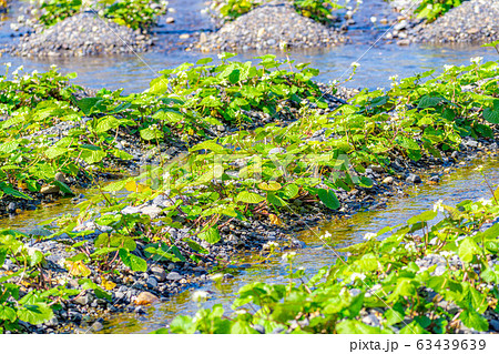 わさびの花　わさび田の畝　【長野県】 63439639