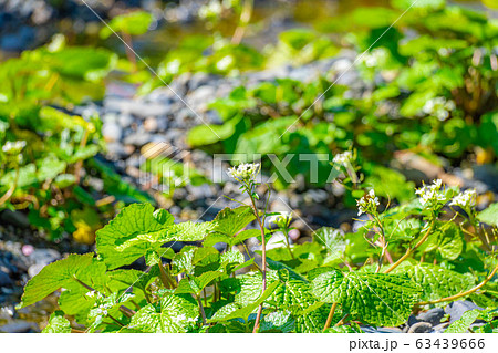 わさびの花　わさび田の畝　【長野県】 63439666