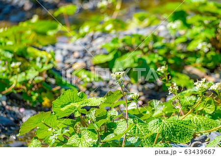 わさびの花　わさび田の畝　【長野県】 63439667