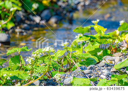 わさびの花　わさび田の畝　【長野県】 63439675