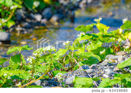 わさびの花　わさび田の畝　【長野県】 63439680