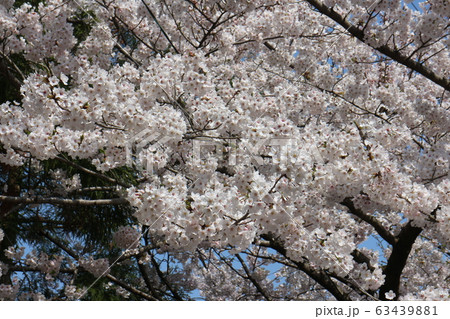 朝日山森林公園の桜 63439881