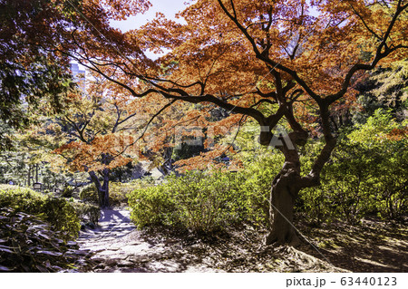 (東京都)六義園 紅葉 (東京都)六義園 紅葉 63440123