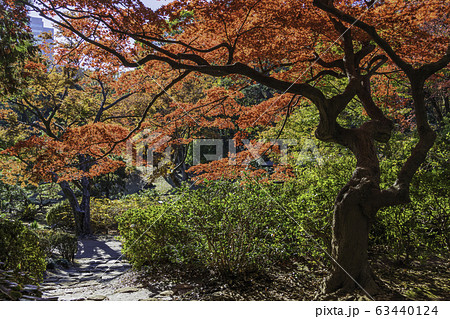(東京都)六義園 紅葉 (東京都)六義園 紅葉 63440124