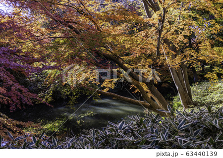 (東京都)六義園 紅葉 (東京都)六義園 紅葉 63440139