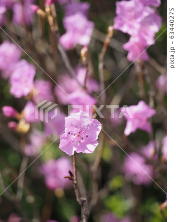 花 ゲンカイツツジ 花 ゲンカイツツジ 63440275