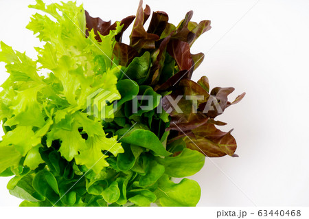 サラノバレタス　三種 63440468