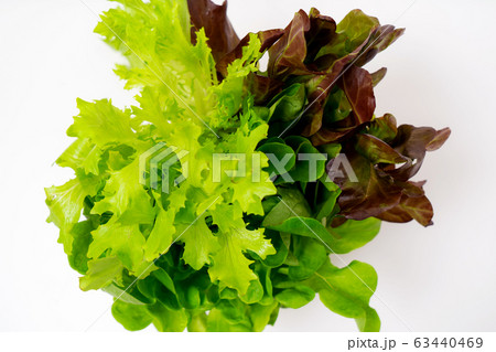 サラノバレタス　三種 63440469