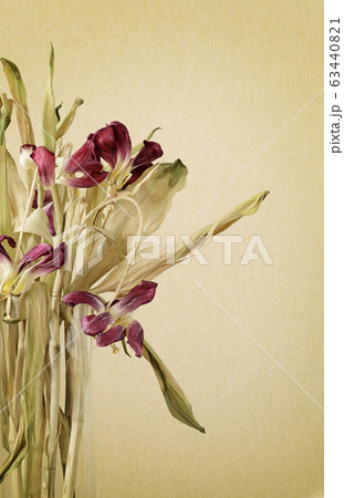 Dried pink tulips in a glass vase 63440821