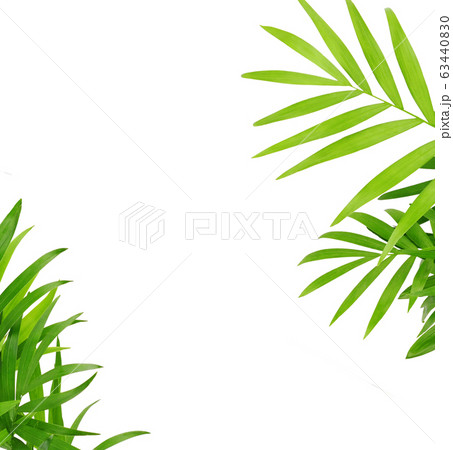 Green leaves of chameadorea palm in a corner Green leaves of chameadorea palm in a corner 63440830