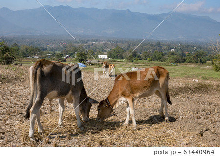 Cow in a Field in Pai, Thailand 63440964
