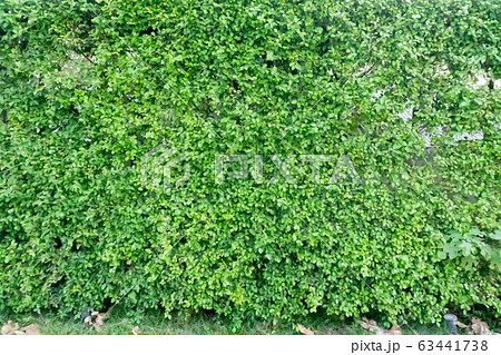 tree ivy green leaf fresh concept background tree ivy green leaf fresh concept background 63441738