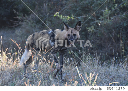 リカオン(チョベ国立公園) リカオン(チョベ国立公園) 63441879