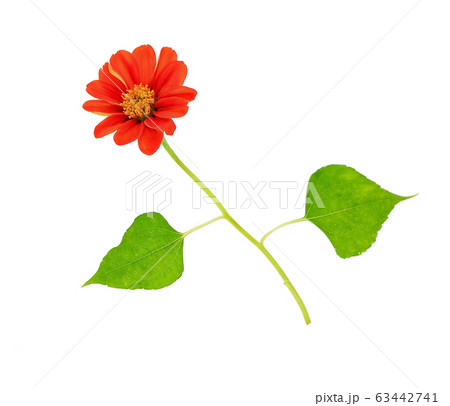 orange dahlia top view on white background orange dahlia top view on white background 63442741