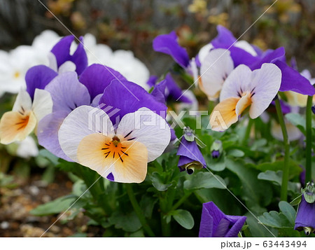 黄色と紫のパンジー ビオラの写真素材