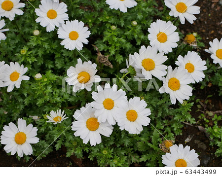 白と黄色の花：ノースポール 63443499