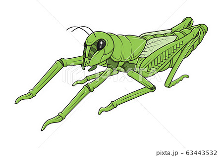 Green Grasshopper On White Background Vectorのイラスト素材