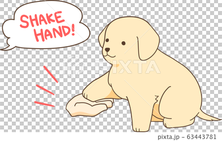 ゴールデンレトリバーの子犬（お手） 63443781
