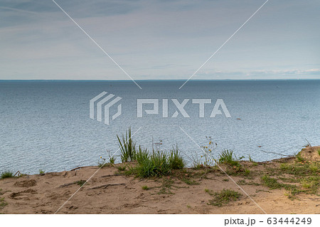 Russia. Saint-Petersburg. Grass and flowers grow on a sandy cliff above the Gulf of Finland in the area of the Fort Krasnaya Gorka  63444249