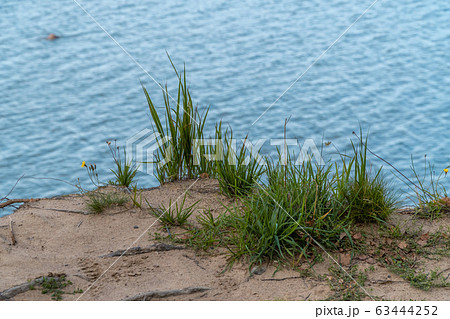 Russia. Saint-Petersburg. Grass and flowers grow on a sandy cliff above the Gulf of Finland in the area of the Fort Krasnaya Gorka Russia. Saint-Petersburg. Grass and flowers grow on a sandy cliff above the Gulf of Finland in the area of the Fort Krasnaya Gorka 63444252