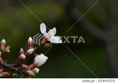 ユスラウメ ユスラウメ 63444355