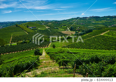 Vineyards on the hills in Piedmont province in Italy 63444413