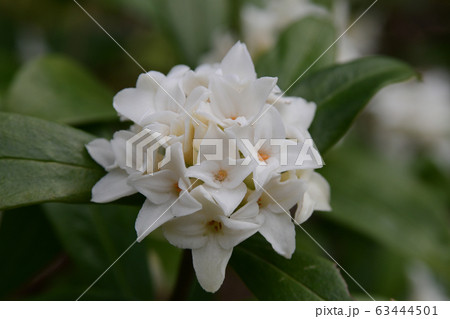 沈丁花の花 63444501