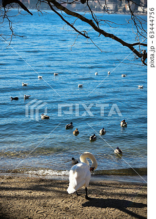 Goose family 63444756