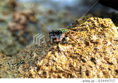 Crab 63444757