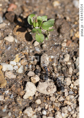 働きアリ 働きアリ 63445054