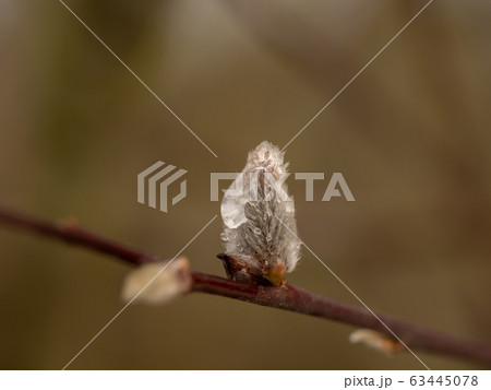 Pussy willow with frozen drops on a branch 63445078