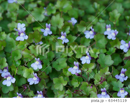 かわいいツタバウンラン 63445119