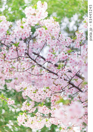 大寒桜の写真素材