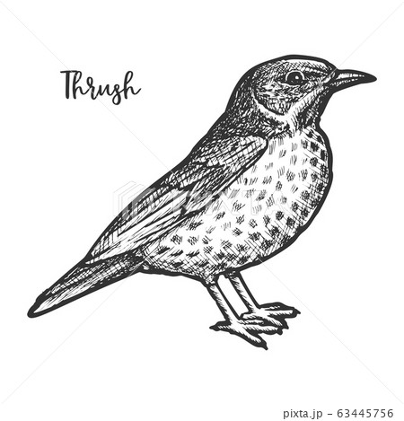 Hand drawn thrush or turdidae animal sketch. Hand drawn thrush or turdidae animal sketch. 63445756