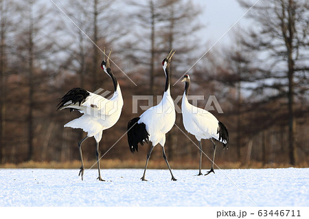 タンチョウ タンチョウ 63446711