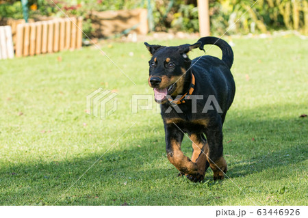adorable young Beauce shepherd dog walking in 63446926