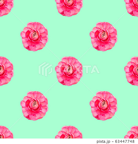 Seamless pattern light pink persian buttercup flowers Ranunculus Seamless pattern light pink persian buttercup flowers Ranunculus 63447748