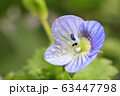 オオイヌノフグリ 63447798
