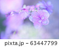 アジサイ 63447799
