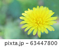 タンポポ 63447800