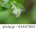 キュウリグサ 63447804