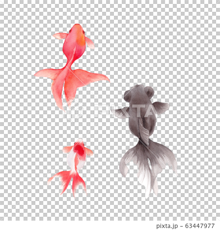 Watercolor illustration of three goldfish 63447977